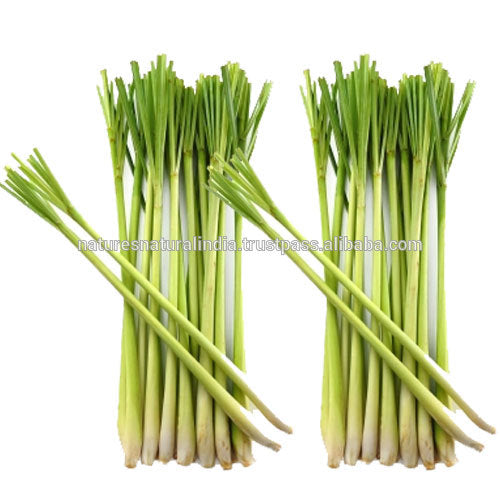 100% Natural Pure Lemongrass Oil For Aromatherapy Use